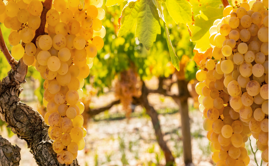 Two grape bunches of a yellow-green colour, hanging in a vineyard