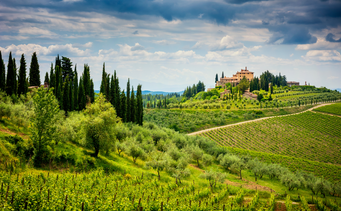 A landscape with vineyards and cypress trees