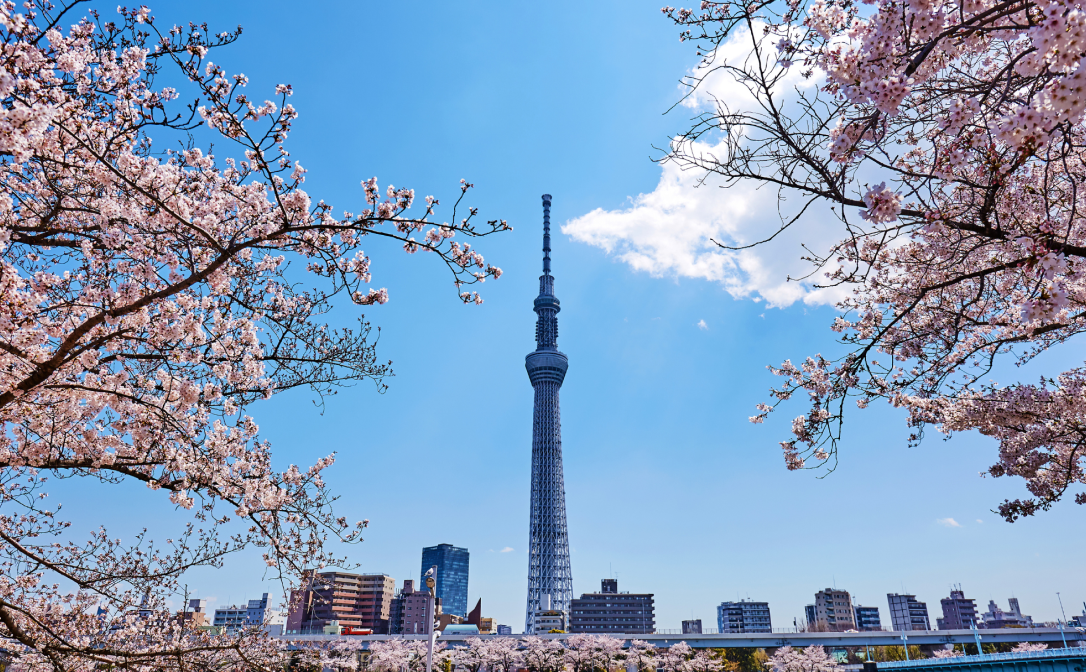 The famous cherry blossoms in Tokyo.