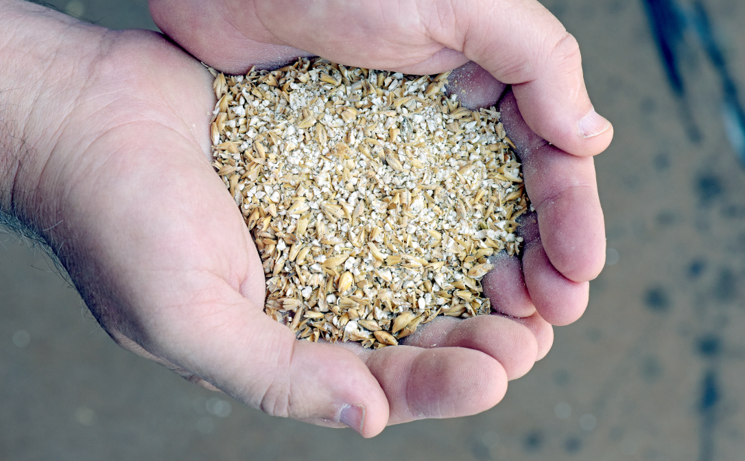 A person's hands holding crushed barley