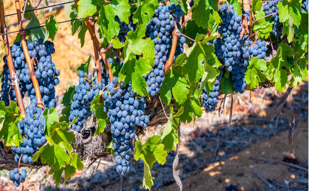 1086x672 pinotage grapes.png