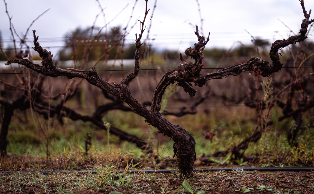 A dormant vineyard on a cloudy day