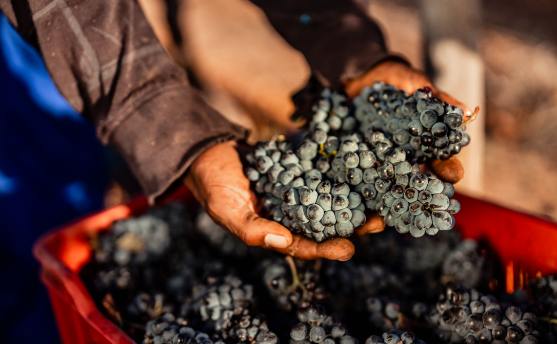 A close-up image of black Pinotage grapes on a red crate