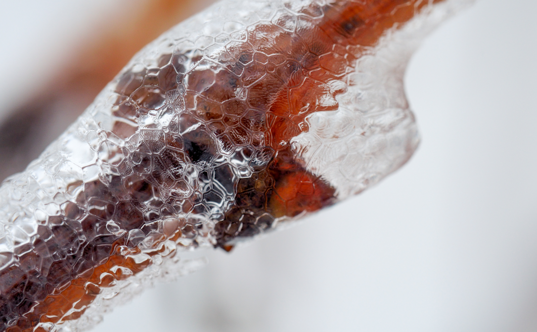 A vine covered in frost and ice