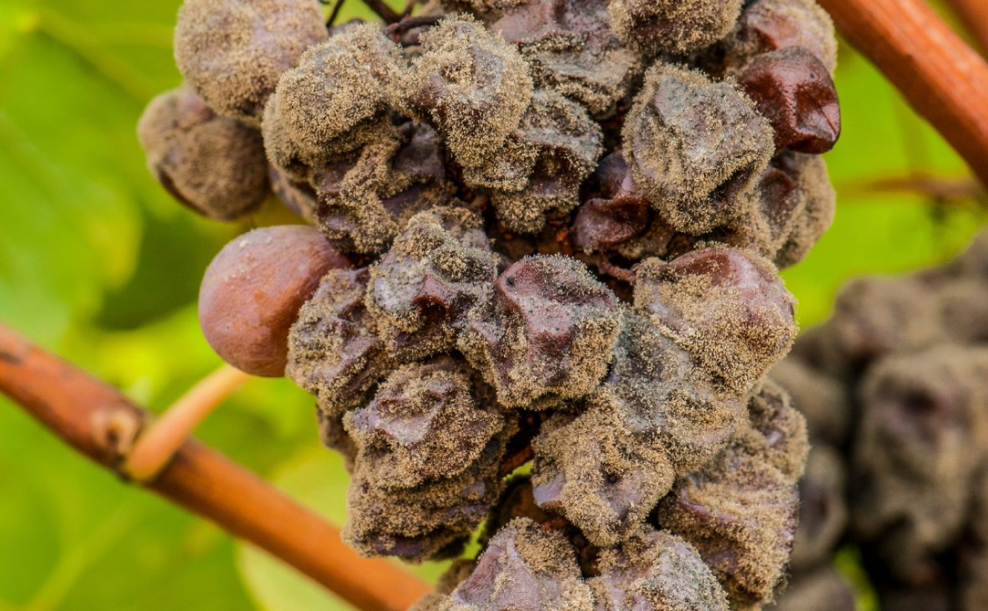 Grapes that have been affected by noble rot and appear moldy.